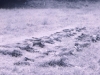 Bramley0029